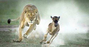 سرعت حیوانات