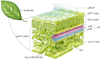 آشنایی با ساختمان برگ