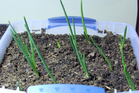 روش های کاشت سبزی