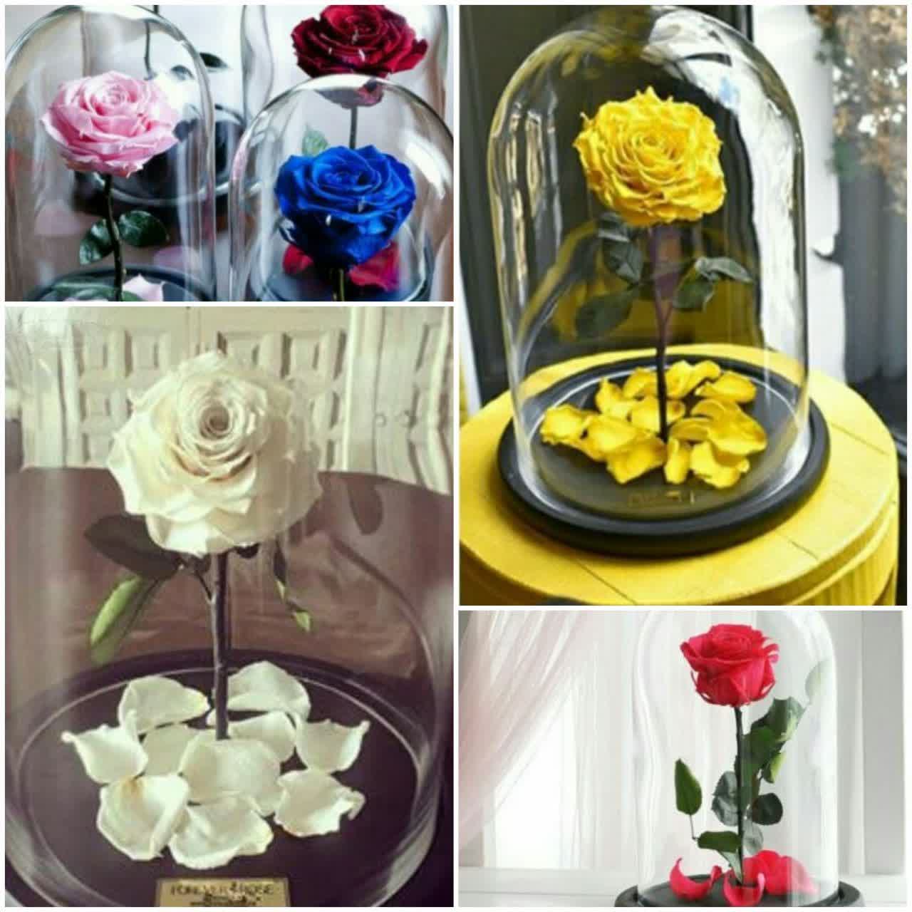 رز ابدی