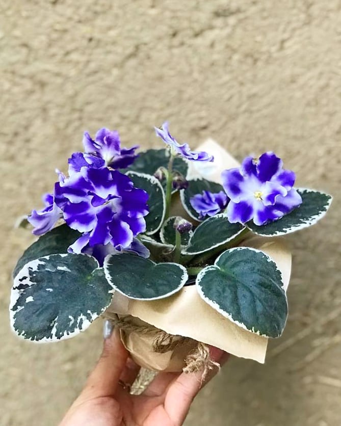 بنفشه افریقایی