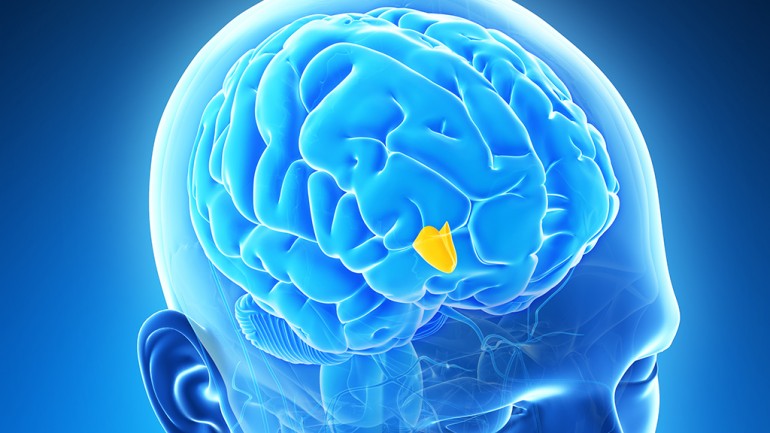 کشف سرچشمه جوانی در مغز