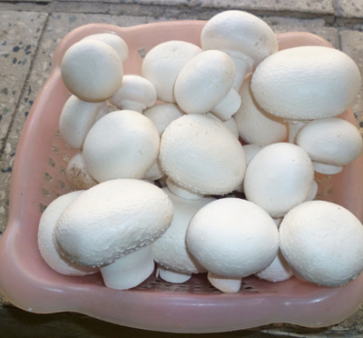 نکاتی برای خرید و نگهداری از قارچ