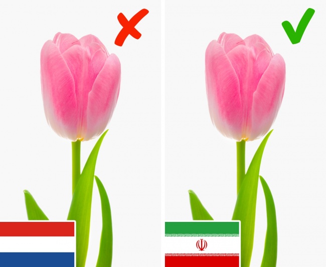 زادگاه اصلی گل لاله