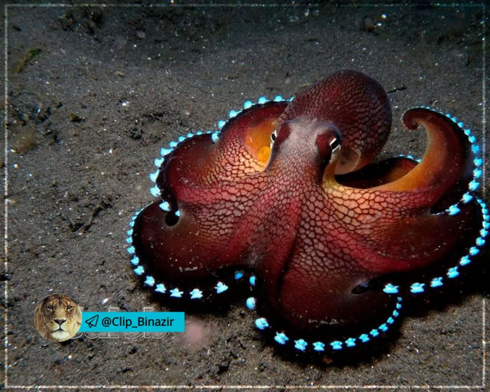 رکورد بیشترین استتار