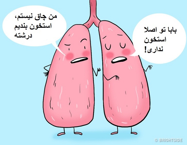 ریه ی راست ما بزرگ تر از ریه ی چپ است