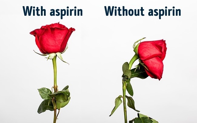 قرص آسپرین در آب گل های رز