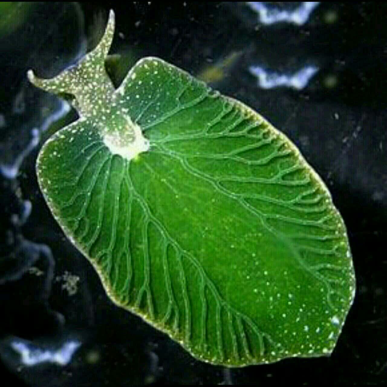 نیمی گیاه و نیمی حیوان