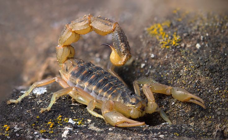 عقرب آسیایی کوچک