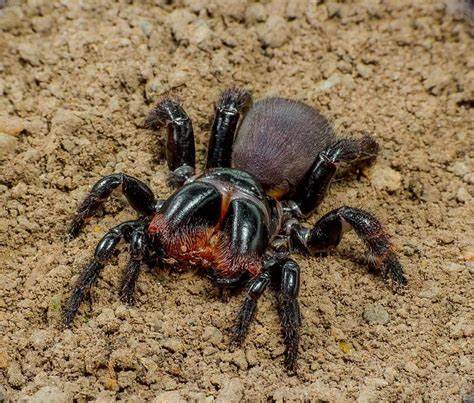 عنکبوت موشی