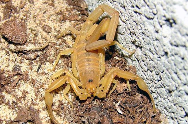 عقرب گاردیوم