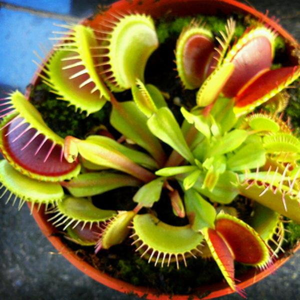 گیاه ونوس حشره‌خوار  (Venus flytrap)