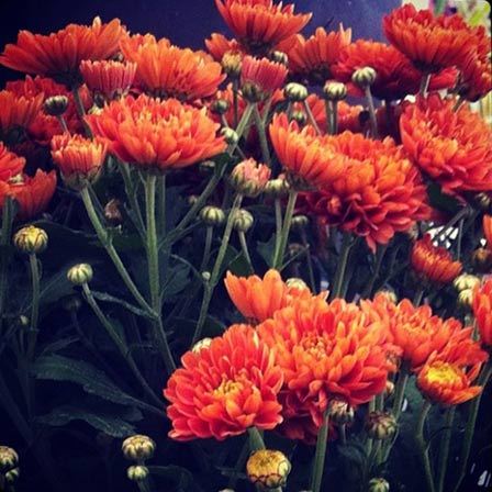 گل داودی خیره کننده