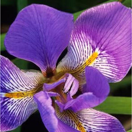 گل زنبق بنفش رنگ