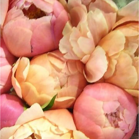 گل صد تومانی صورتی