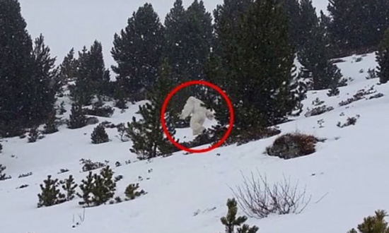 یتی در کوه های هیمالیا زندگی می کند