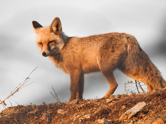 زبان روباه،گوشت خرس و... خاصیت دارویی دارد