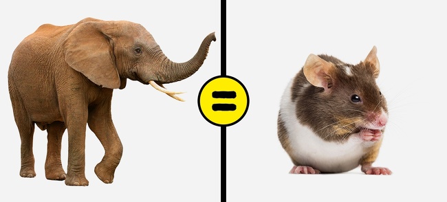 میانگین عمر هر موجود زنده