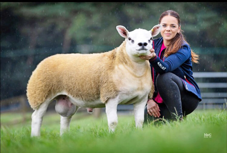 گرانترین بره جهان