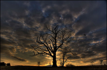 لوسیفر درختی نفرین شده در آمریکا