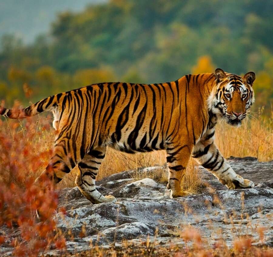 ببر بنگال (Bengal Tiger)