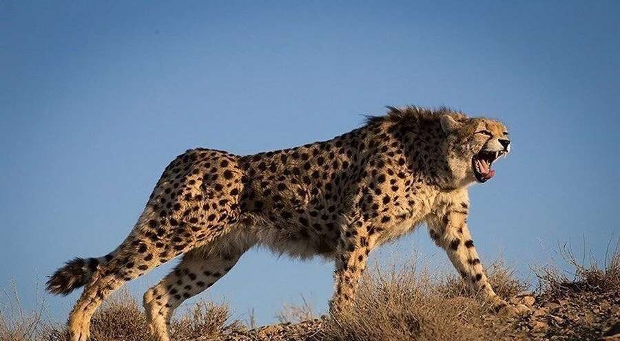 چیتا (cheetah)