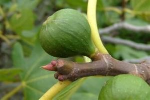 با این میوه بوی بد دهان را از بین ببرید