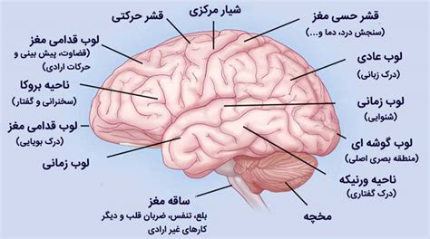 دانستنیهای کوتاه و جالب درباره مغز