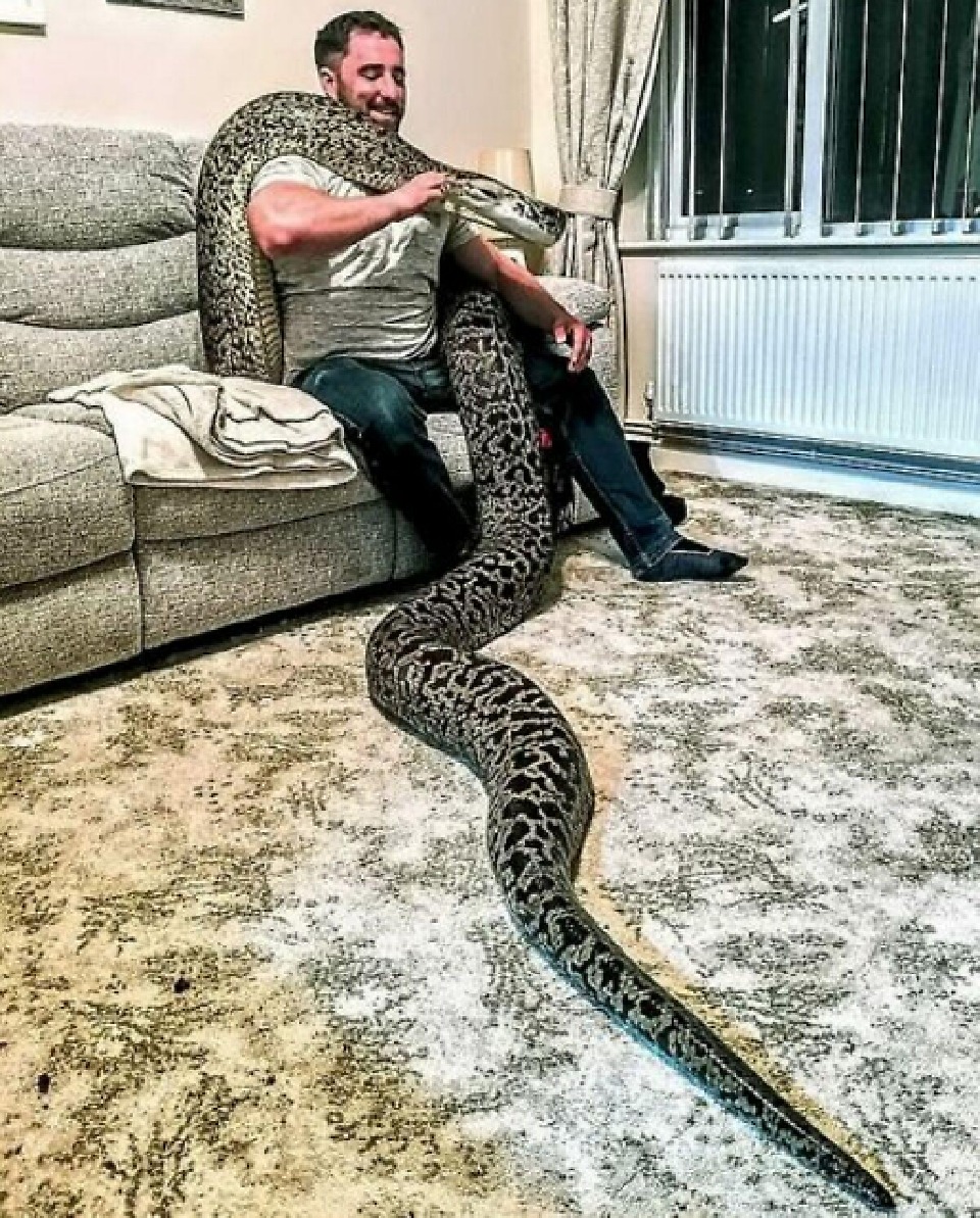 مار حیوان خانگی