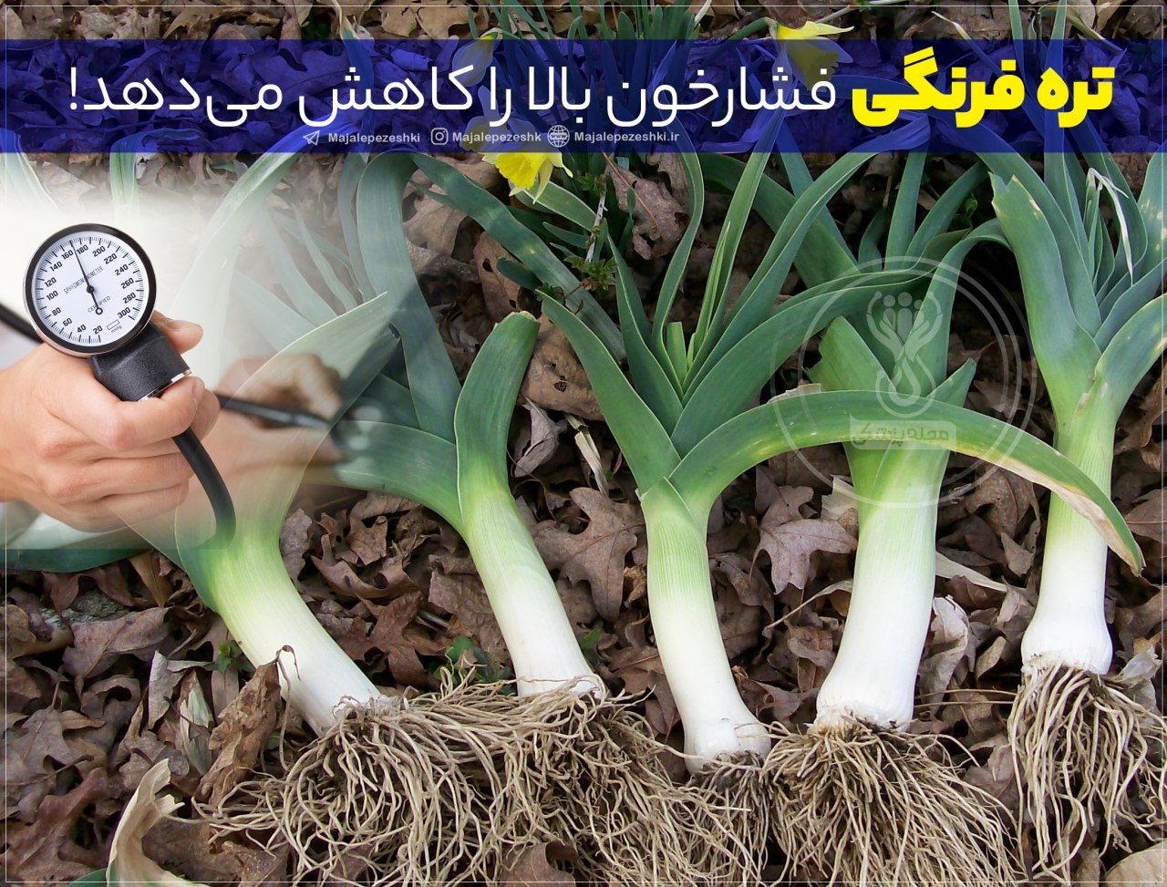 سبزی مفید برای فشار خون