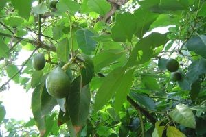 خواص روغن آووکادو