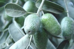 خواص خوراکی و درمانی سنجد