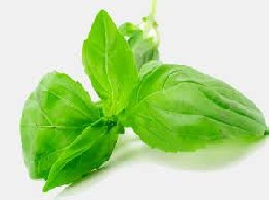 خواص ریحان چیست