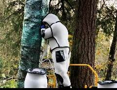 زنبور شاخدار آسیایی قاتل مهمان آمریکاییها