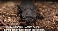 سوسک زره پوش شیطانی