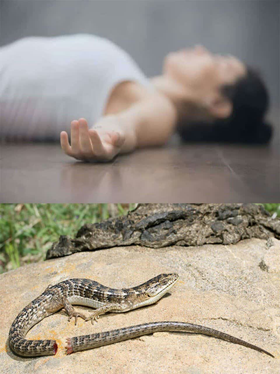 دم مارمولک و سم؟