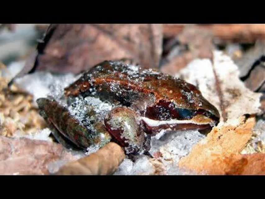 قورباغه چوبی