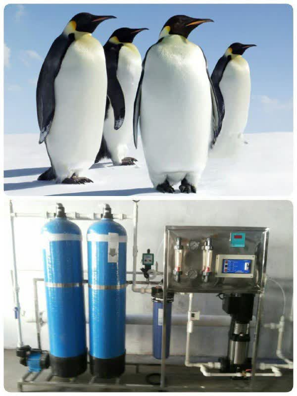 پنگوئن ها دارای ساختار فوق پیشرفته