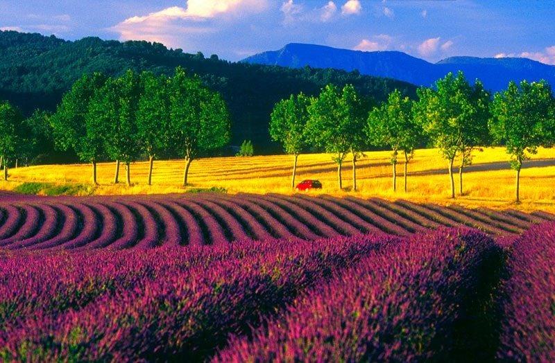 مزارع اسطوخودوس پروانس، فرانسه