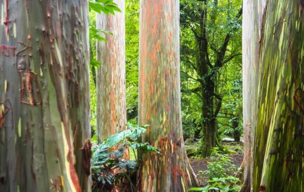 اکالیپتوس های رنگین کمانی  در مائو ، هاوایی