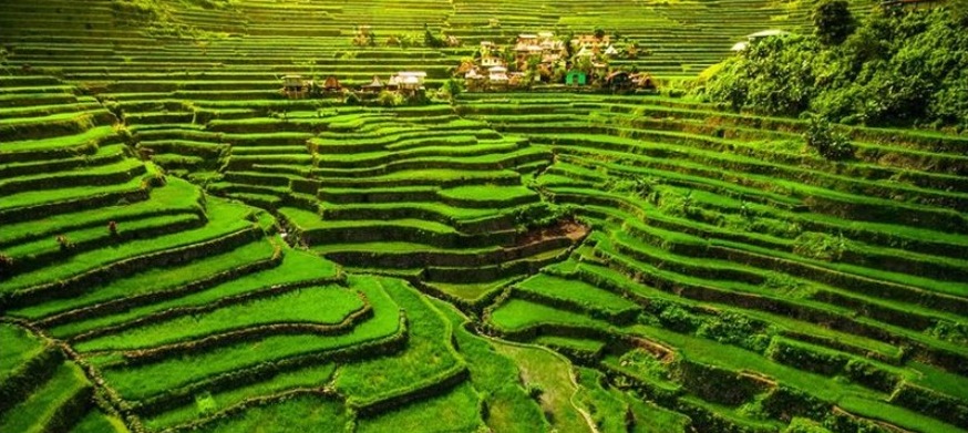 شالیزارهای پلکانی بانائو، فیلیپین