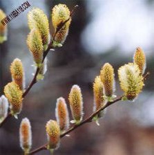 خواص گیاهی بید مشک