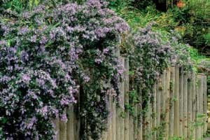 خواص روغن رز ماری