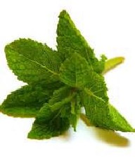 خواص و آموزش دم كرده نعناع