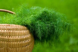 خواص رازیانه 