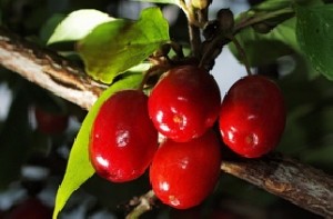 میوه ای برای از بین بردن چربی های شکم