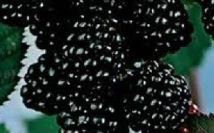 خواص شاه توت