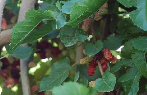 خواص برگ توت