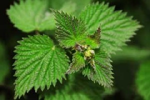 خواص جوشانده گزنه