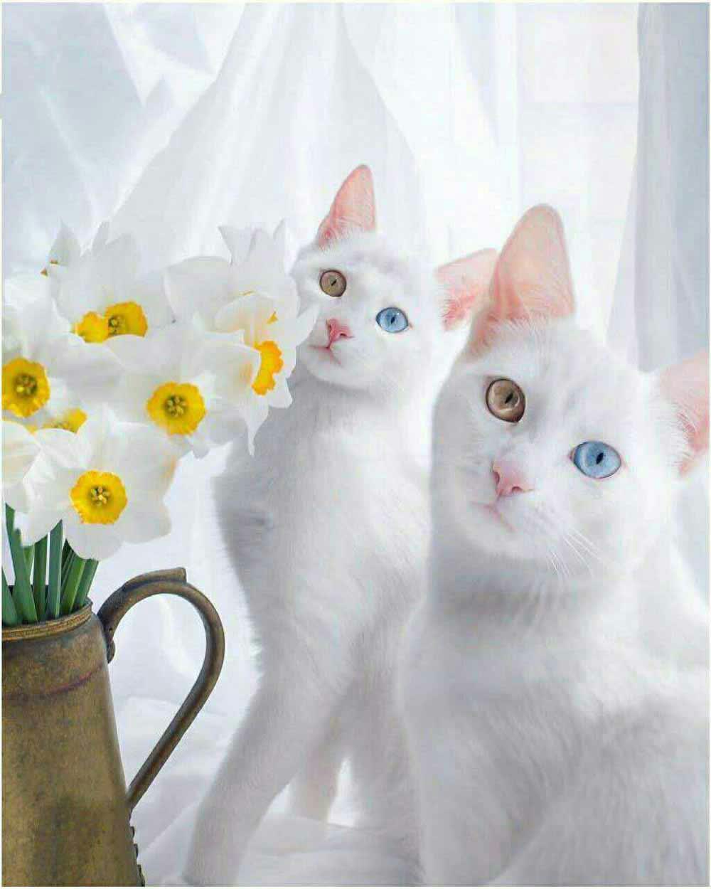 زیباترین گربه های دوقلوی جهان